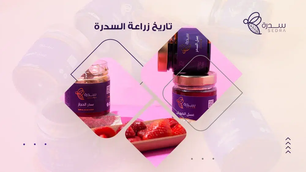 تاريخ زراعة شجر السدرة في المملكة العربية السعودية 1 تاريخ زراعة السدرة